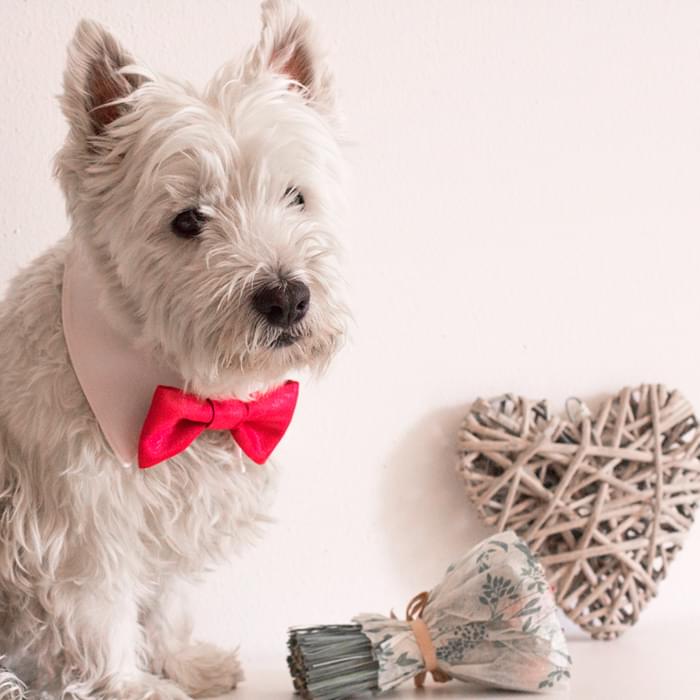 dog shirt and tie collar